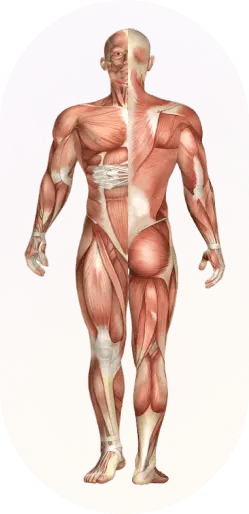 progressive-human-muscular-system